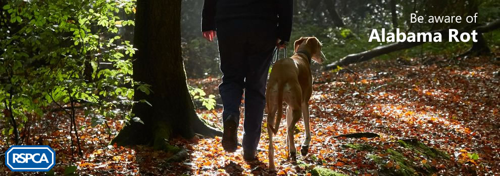 hddtc dog club Surrey