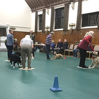 obedient dog